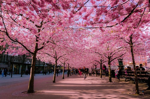 Bac Ninh province plants 100 Japanese cherry trees